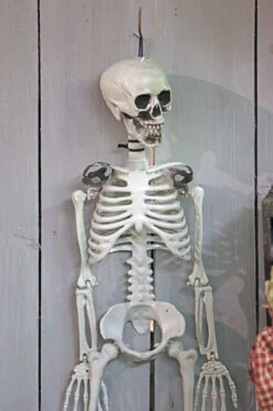 Hanging Halloween Skeleton - 36 Inch -Home Decoration Onsale bones skeleton close