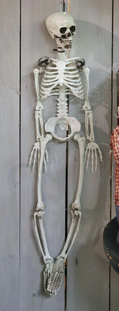 Hanging Halloween Skeleton - 36 Inch -Home Decoration Onsale bones skeleton main