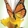 Monarch Moving Butterfly -Home Decoration Onsale moving butterfly Monarch