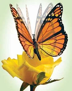 Monarch Moving Butterfly